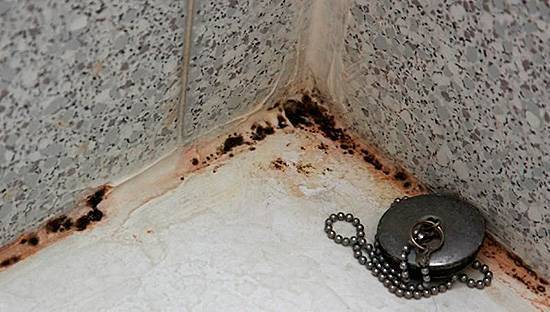 Как удалить черную плесень в ванной комнате и вывести ее навсегда?